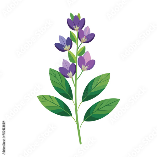 Baptisia Flower Illustration on White Background