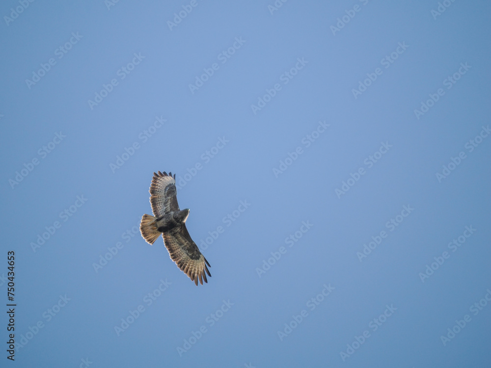 Mäusebussard (Buteo buteo) 