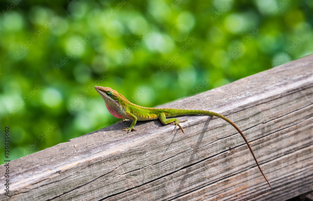 Lizard On Boardwalk at Martin Dies, Jr. State Park, in Texas Lizard On Boardwalk at Martin Dies, Jr. State Park, in Texas