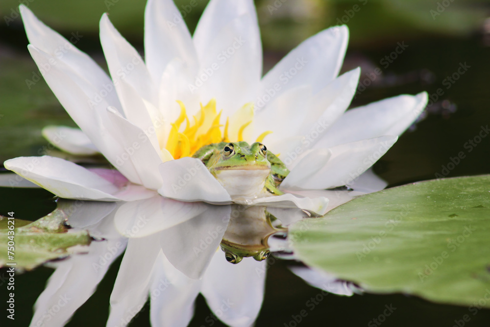 Beautiful green frog sitting into white water lily, water reflection, close up, nature wallpaper Beautiful green frog sitting into white water lily, water reflection, close up, nature wallpaper