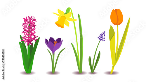 Dutch bulb springflowers the big five flowers from holland, The Netherlands; iconic tulip, narcissus daffodil, crocus, hyacinth and blue grape, easter decoration photo