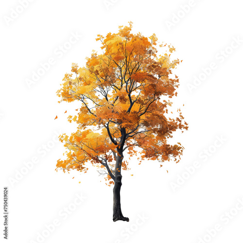 An ancient walnut tree in fall isolated on transparent background © Pornnapha