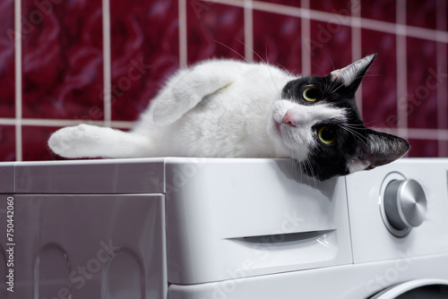 Czarnobiały kot domowy leży na pralce