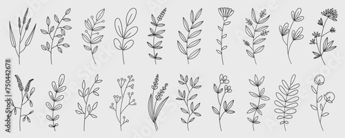 Hand drawn flower doodles. Hand drawn sketch of spring flower plant. Vector simple flower. © Bulgakova Kristina