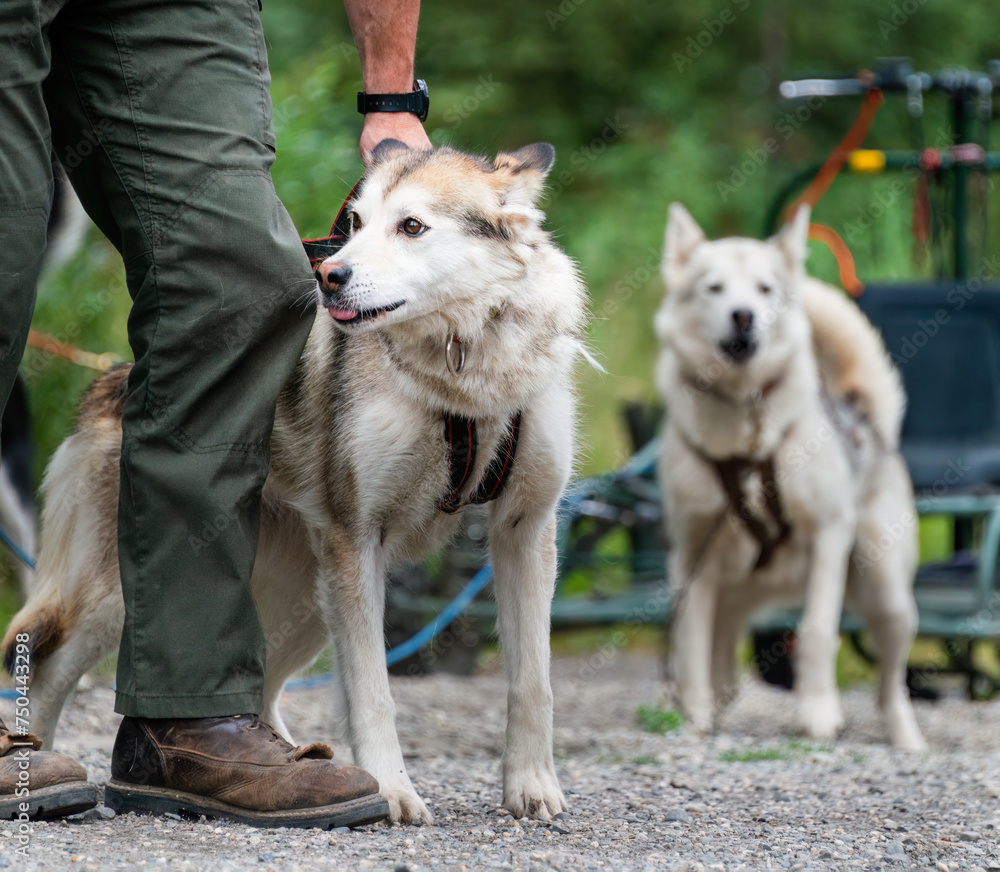 Sled dogs and ranger at Denali National Park and Preserve. Alaska ...