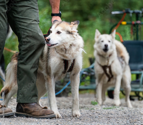 Photography Sled dogs and ranger at Denali National Park and Preserve