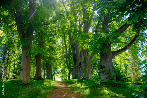 Germany, Thuringia, Geisa, Footpath in green summer park photo