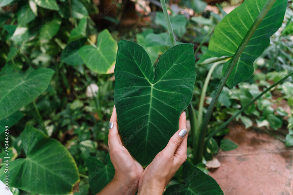 Hands of woman holding heart shaped green leaf Hands of woman holding heart shaped green leaf