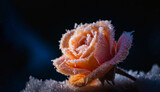 A peach Fuzz rose covered in frost against a dark background.