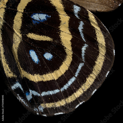 Superb numberwing butterfly, inner-lower wing pattern photo