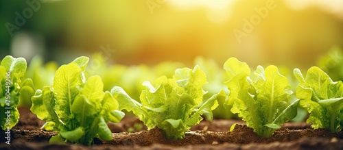 Vibrant Organic Vegetable Garden with Lush Green Mustard and Fresh Salad Produce