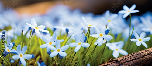 Delicate Longleaf Bluets Thriving in Middle Tennessee Cedar Glades with White and Blue Blossoms photo