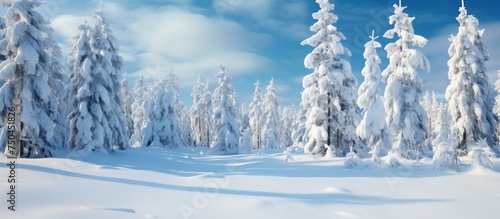 Serene Winter Landscape: Pine Forest Blanketed in Deep Snow Under a Clear Blue Sky