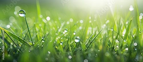 Tranquil Morning with Sparkling Dew on Vibrant Green Grass Under Sunlight