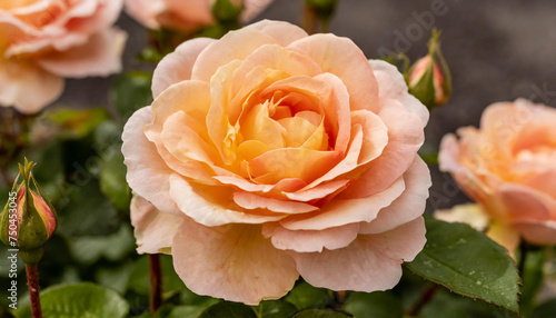 A vibrant peach fuzz rose in full bloom  surrounded by buds and greenery.