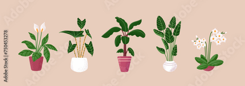 Different houseplants set. Various home plants in pots: banana tree, peace lily, orchid, ficus, alocasia. Exotic flowers in ceramic flowerpot. Floral interior decor. Flat isolated vector illustration