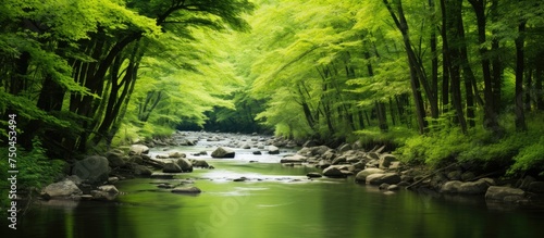 Tranquil River Flowing Through Lush Green Spring Forest, Nature's Serenity