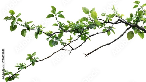 A branch with lush green leaves, perfect for nature backgrounds