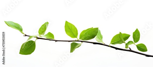 Vibrant Green Leafy Branch in Isolated Environment Illustration