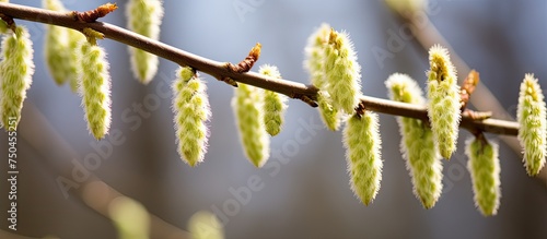 Delicate Catkins of Alpine Willow Tree in Close-Up Detail - Botanical Spring Nature Background photo