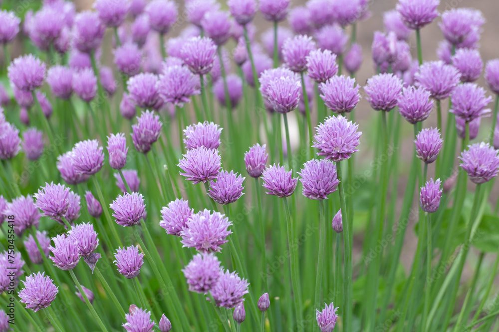 Fototapeta premium onion allium group of lilac flowers during the day
