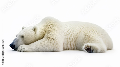 Polar bear (Ursus maritimus) isolated on white background