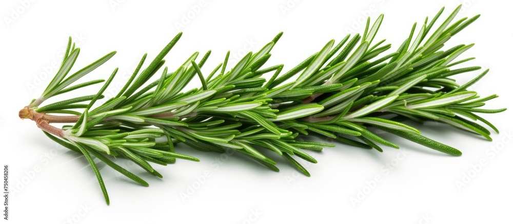 Aromatic Rosemary Herb Plant Isolated on White Background for Culinary and Herbal Concepts Aromatic Rosemary Herb Plant Isolated on White Background for Culinary and Herbal Concepts