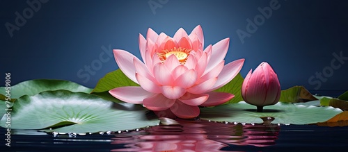 Serene Pink Lotus Flower Gracefully Floating on Still Water Surface