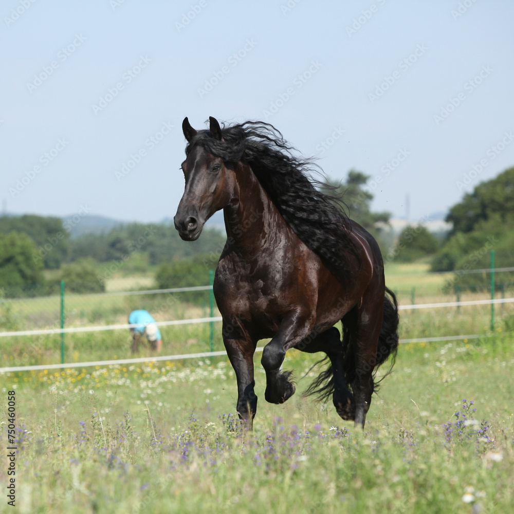 Amazing friesian mare running on pasturage Amazing friesian mare running on pasturage