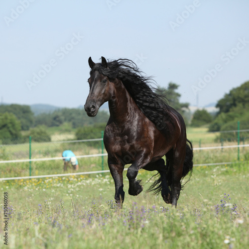 Amazing friesian mare running on pasturage