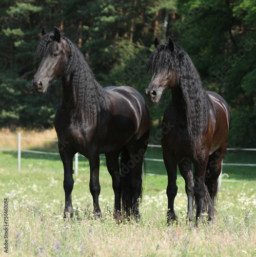Two friesians mares standing on pasturage together © Zuzana Tillerova