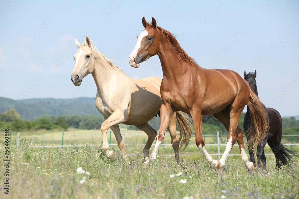 Two Kinsky horses running on pasturage Two Kinsky horses running on pasturage
