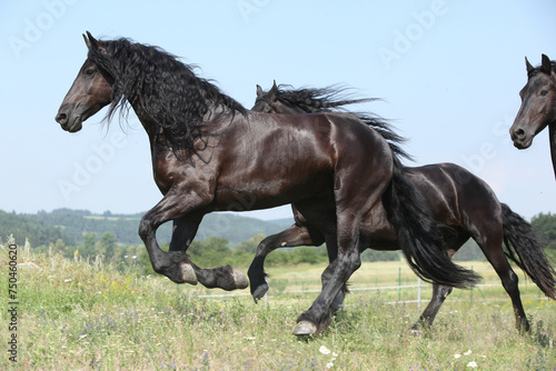 Three amating friesian mares running on pasturage together