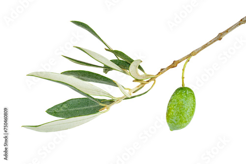 Isolated olive branch with leaves and fruits .