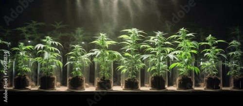 Greenhouse Cultivation: Diverse Cannabis Plants Thrive in Glass Container with Scrog Growing Method photo
