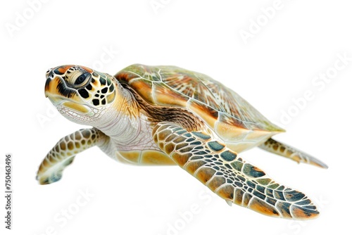 A turtle gracefully swimming in clear water, perfect for nature or animal themes