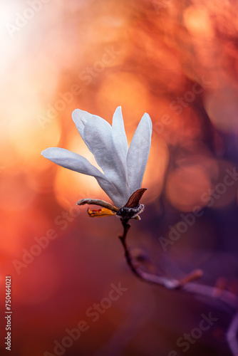 Macro of a white Magnolia blossom against a golden hour sunset background with big bokeh balls, captured in Spring. Dreamy focus, shallow depth of field (ID: 750464021)