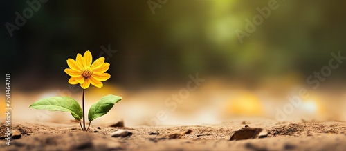 Vibrant Yellow Flower Standing Tall Amidst the Earthy Surroundings