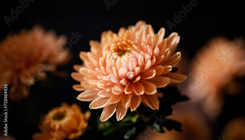 Close-up of a blooming peach fuzz chrysanthemum, showcasing its intricate petal structure and vibrant color against a dark background. © LADALIDI
