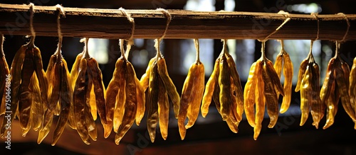 Traditional sun-drying of vanilla pods on wooden poles in a rustic setting photo