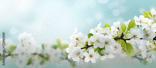 Delicate Cherry Blossoms Blooming on a Spring Day with Soft White Flowers on a Branch © HN Works