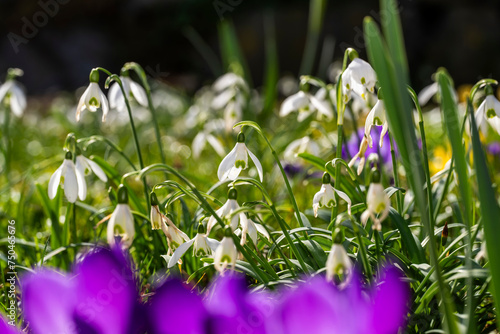 Frühling im Allgäu photo