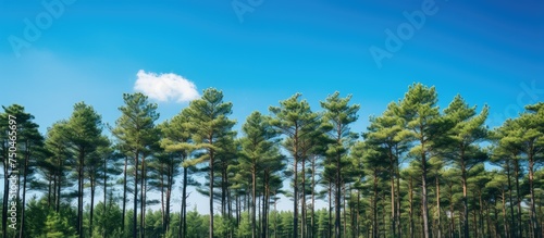 Majestic Pine Trees Standing Tall in the Vibrant Forest Under the Clear Blue Sky