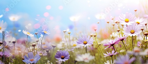 Vivid Blooms: Summer Symphony of Color in a Field of Wildflowers Under a Serene Blue Sky © HN Works
