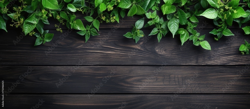 Lush Green Foliage Adorning Dark Wooden Surface, Perfect for Summer Inspired Designs Lush Green Foliage Adorning Dark Wooden Surface, Perfect for Summer Inspired Designs