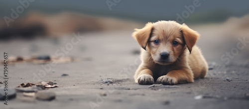 Adorable Young Pup Rests Contently on the Earth in a Quiet Moment of Solitude