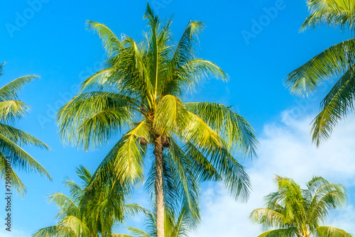 Rows of palm trees on blue cloudy sky