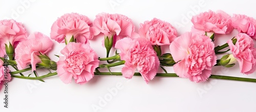 Vibrant Pink Carnation Flowers Blossoming on a Pure White Background
