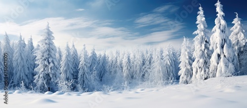 Tranquil Winter Wonderland: Scenic Snowy Landscape with Majestic Trees and Frosty Branches