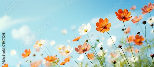 Vibrant Wildflowers Blooming Under a Clear Blue Sky in a Lush Meadow Landscape